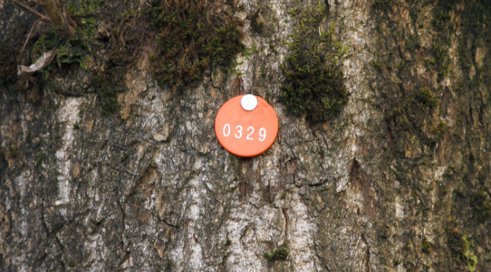 Tree Tagging Survey